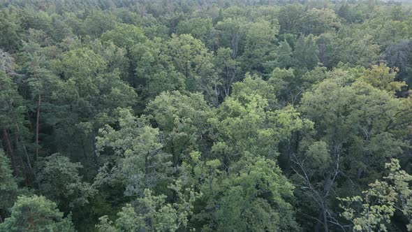 Green Forest with Trees By Day alt