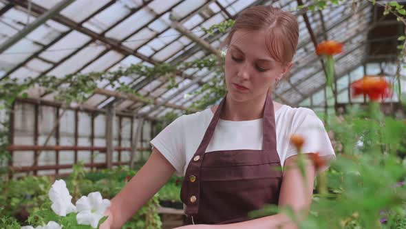 Girl in an Apron at Work in a Greenhouse Transplants Flowers Slowmotion Video