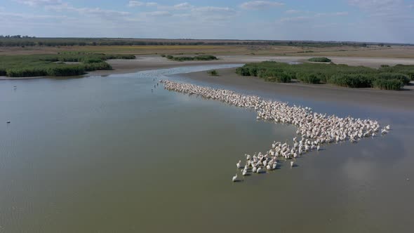 Pelican Colony at Besalma Lake in Moldova alt