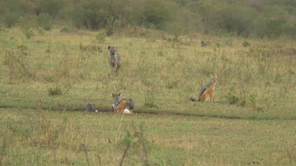 Marabou storks, a hyena and black-backed jackals alt