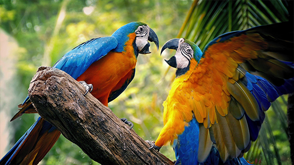 Parrots Fighting With Each Other On Branch, Stock Footage | VideoHive