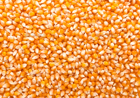 Maize grains background