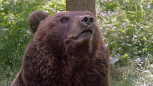 Front view of brown bear. Portrait of Kamchatka bear (Ursus arctos beringianus)