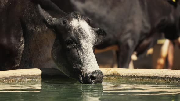 Thirsty Black Dairy Cow Drinks from Water Trough on a Hot Sunny Day, Slow Motion alt