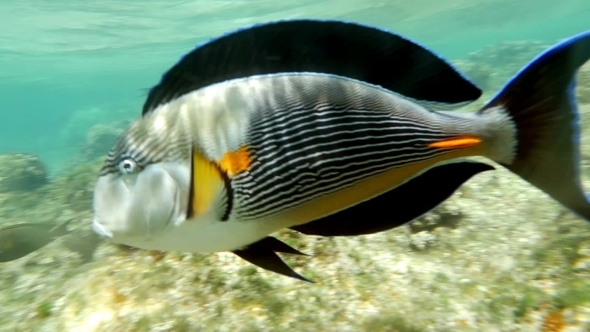 Sohal Surgeonfish On The Coral Reef alt
