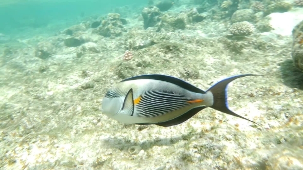 Shohal Surgeon Fish Acanthurus Sohal alt