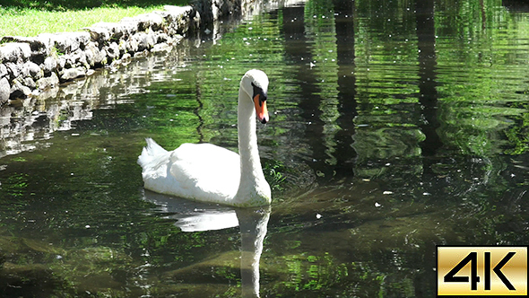 The Swan Lake 006