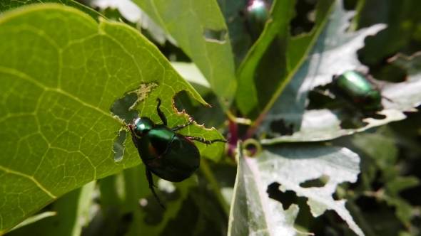 Invasion Of Green Beetles. Leaves Damaged 