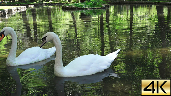 The Swan Lake 8