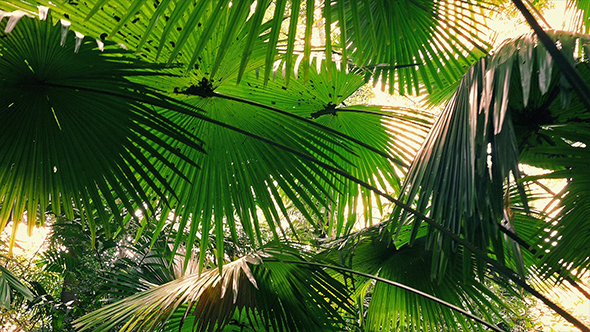 Moving Under Huge Jungle Plants With Sun Flare, Stock Footage | VideoHive