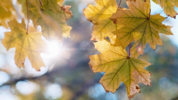 Yellow Autumn Leaves alt