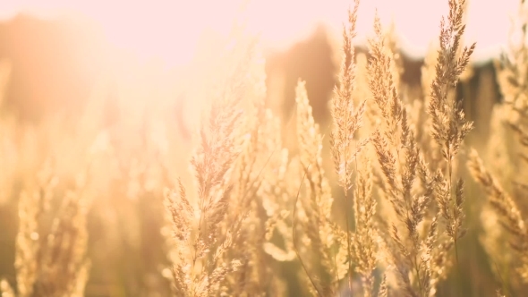 Field Of Feather Grass At Sunset 