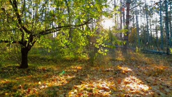 Autumnal Landscape Against Bright Sunlight