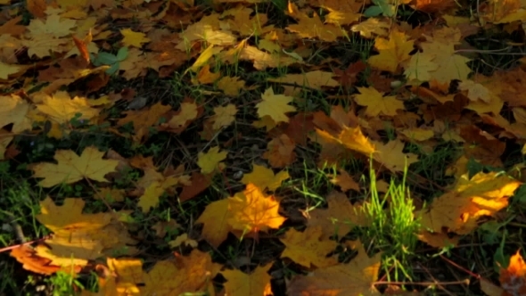 Golden Maple Foliage On The Ground In Autumnal
