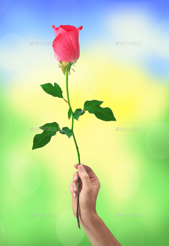 beautiful rose pink flower in hand men over blurred nature backg