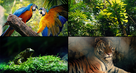 Jungle Animals & Plants