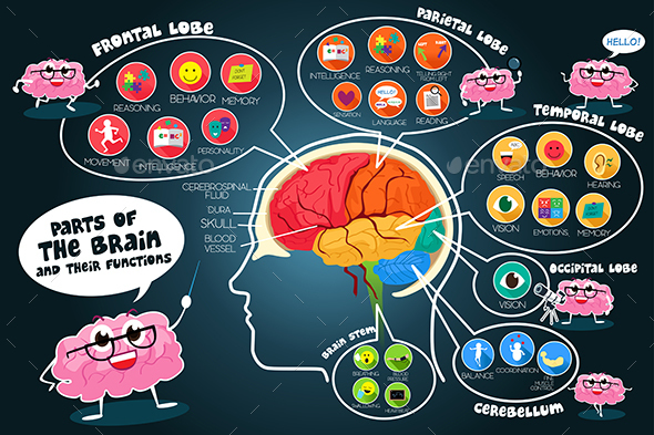Infographic Parts and Functions of Brain - Decorative Vectors