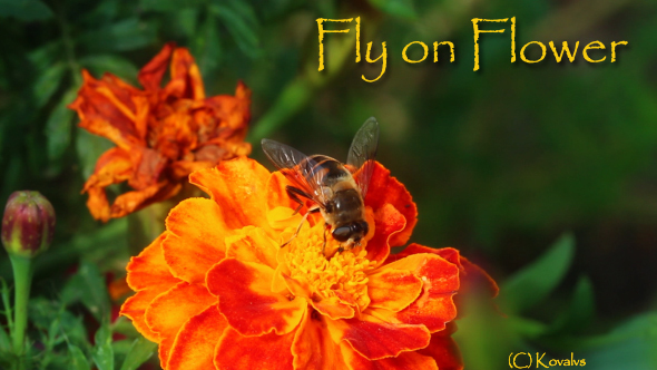 Fly on Flower