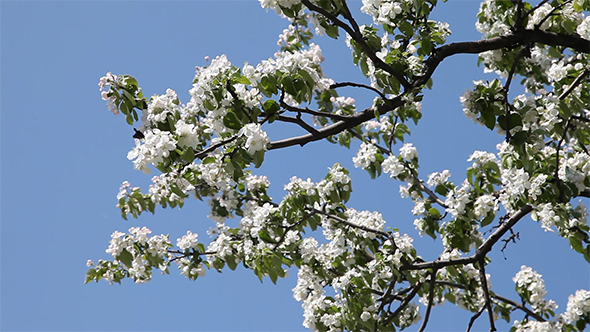 Blossoming Apple Tree