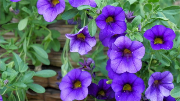 A Beautiful Purple Flower from the Vines