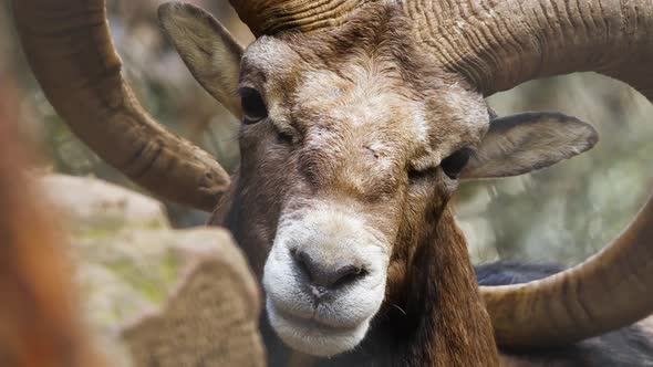 Wild Ram with Big Horns Animal in Untouched Nature Mouflon in Forest Wild Sheep Wildlife alt