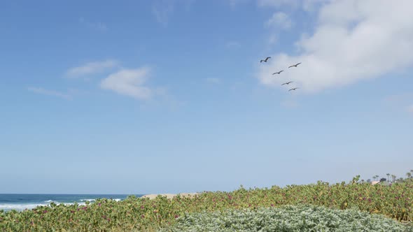 Pelicans Fly in Sky California Pacific Coast USA