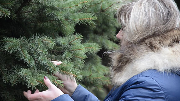Woman Touches Twig Spruce