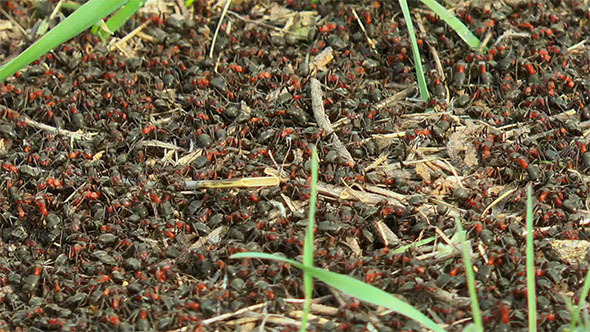 Ants Building an Anthill