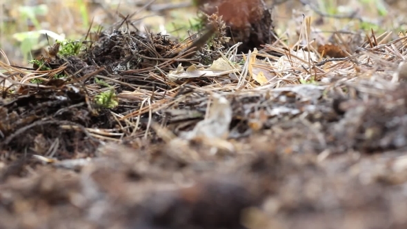 White Mushroom Cut With a Knife In The Woods
