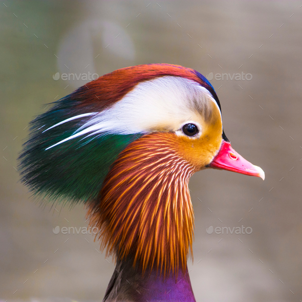 head of Mandarin duck - Stock Photo - Images