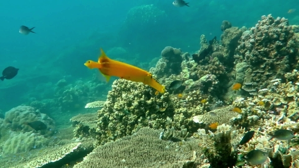 Trumpetfish Aulostomus Chinensis Swimming alt