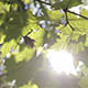 The Sun Through the Leaves - VideoHive Item for Sale