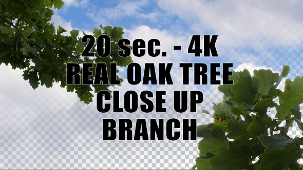 Real Oak Tree Branch with Alpha Channel