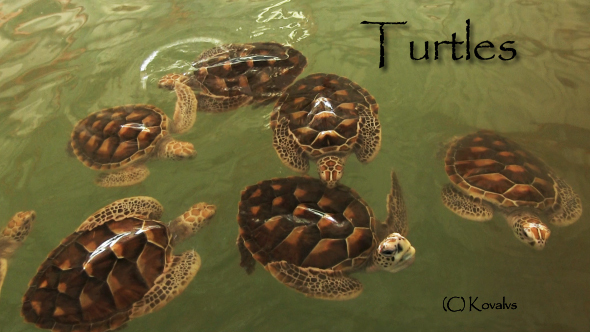 Sea Turtles Farm