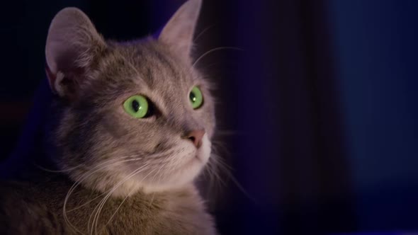 Cute Funny Grey Cat with Bright Green Eyes on Dark Background with Copy Space 8K alt