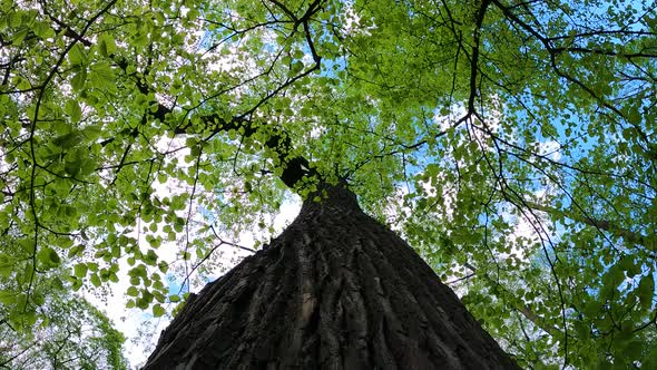 Green Trees on a Sunny Summer Day alt