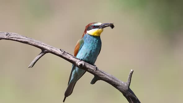 European bee-eater, Merops apiaster. A bird sits on a beautiful old branch and holds a prey