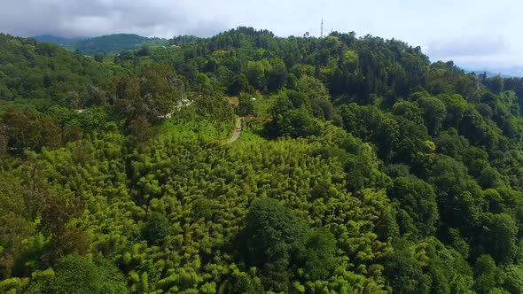 Green Trees Growing on Hills Lushly with Road Running Amidst, Batumi Georgia alt