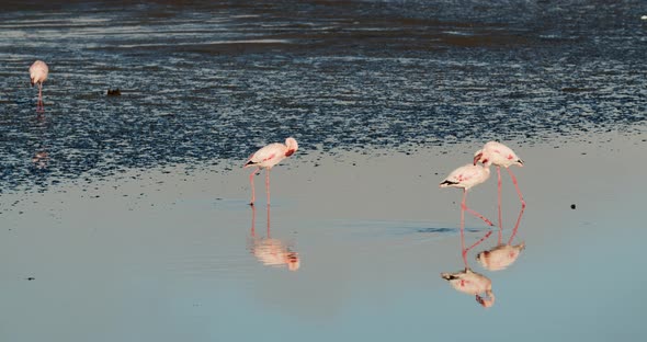 Wild flock of pink flamingos in shallow waters of Atlantic ocean, 4k alt