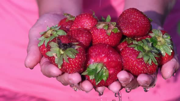 Fresh Strawberries in a Woman's Hands are Washed Under Running Water alt