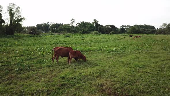Vows grazing grass in the green field at rural area  alt