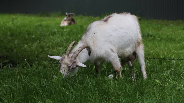 White Goat with Horns Grazing on a Farm in a Meadow