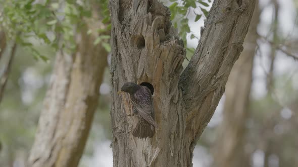 Starling Bird Arrives at Nest