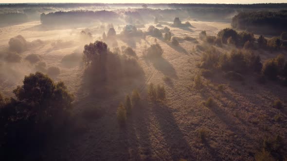 Bright foggy morning in the meadow