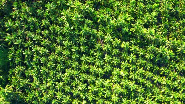 Aerial view over coconut groves at Amphawa, Samut Songkhram Province alt