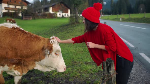 Asian Girl in Red Hat Woman Hand Pet a Cow alt