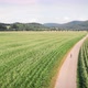 Young woman riding bike through green fields - VideoHive Item for Sale