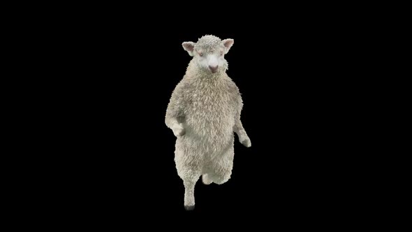 16 Sheep Dancing HD, Motion Graphics | VideoHive
