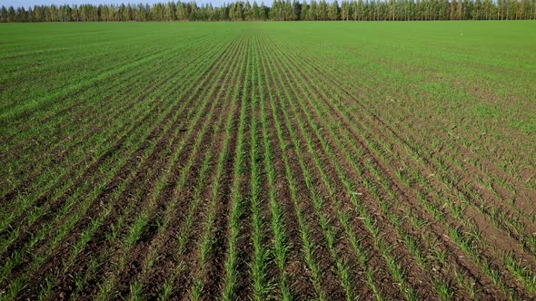 Flying Forward Over Green Sprouts Of Corn Rapeseed Wheat In Rural Farm Field alt
