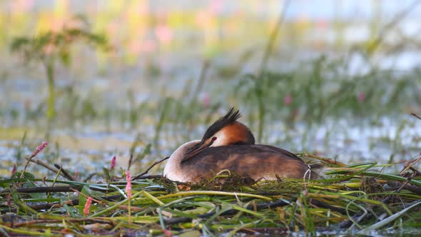 Great Crested Grebe, Podiceps cristatus, water bird sitting on the nest